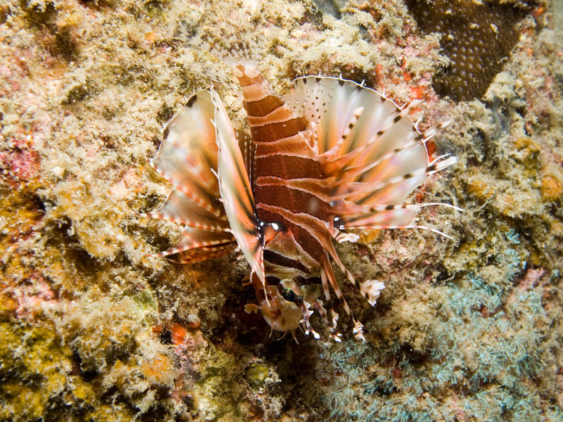 Lion Fish